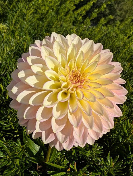 Pink flower with green foliage in the background