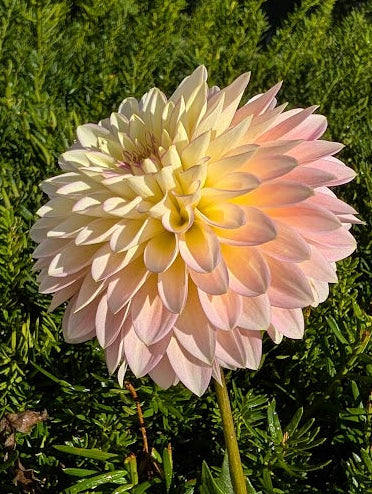 Large pink flower in a garden setting with green foliage