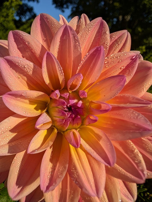 Mondriaan Dahlia Tuber – Informal Decorative  Bicolor, 4–6" Blooms