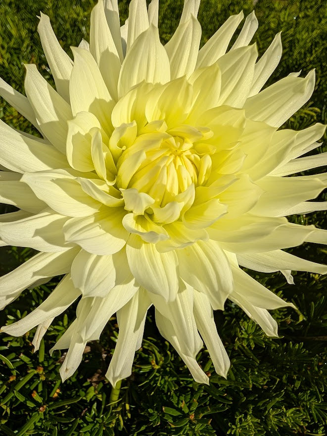 Grace Wulff Dahlia Tuber Semi Cactus Soft Yellow Blooms 8"