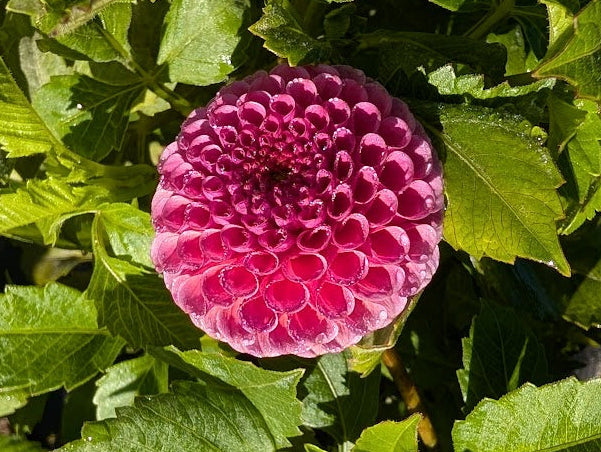 Pink flower surrounded by green leaves