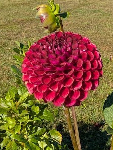 Pink flower in a garden with a grassy field and building in the background