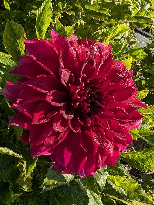 Large dark pink flower with green leaves in a natural setting