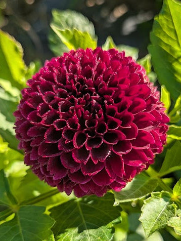 Close-up of a vibrant purple flower with green leaves in the background