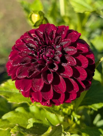 Close-up of a deep purple flower with green leaves in the background