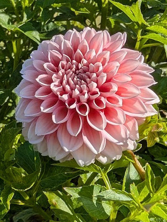 Pink flower with green leaves in a garden setting