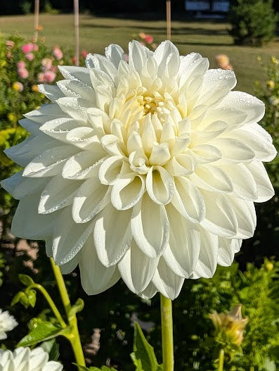 White dahlia flower in a garden with greenery and trees in the background