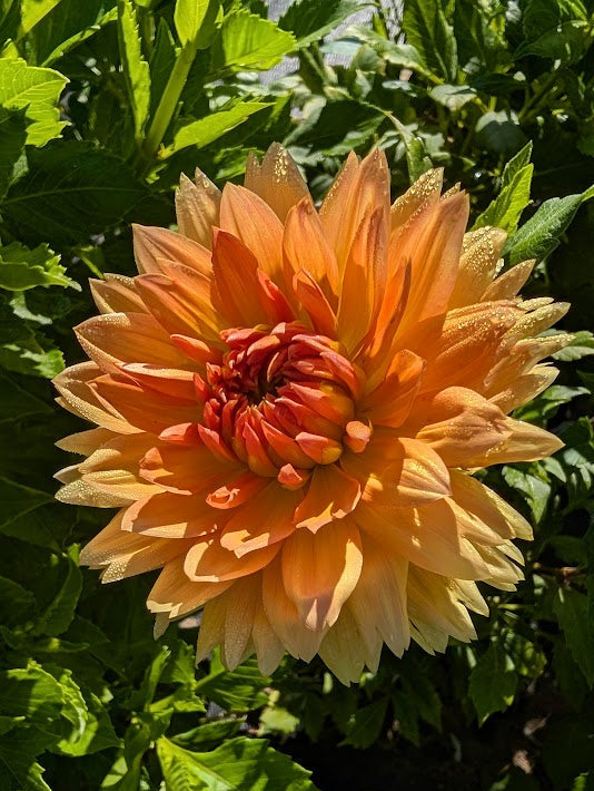 Large peach-colored flower with green leaves in the background