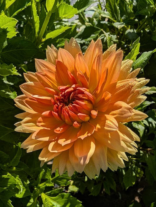 Large peach-colored flower with green leaves in the background