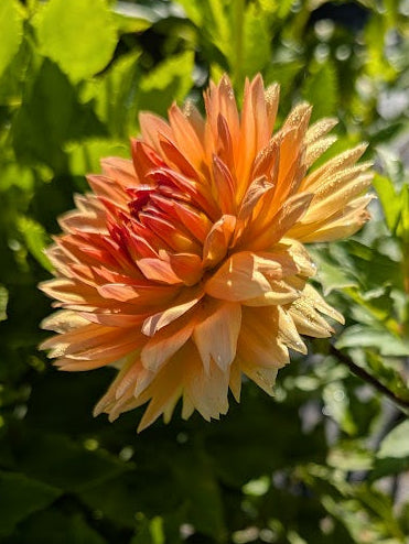 Orange flower with green leaves in the background