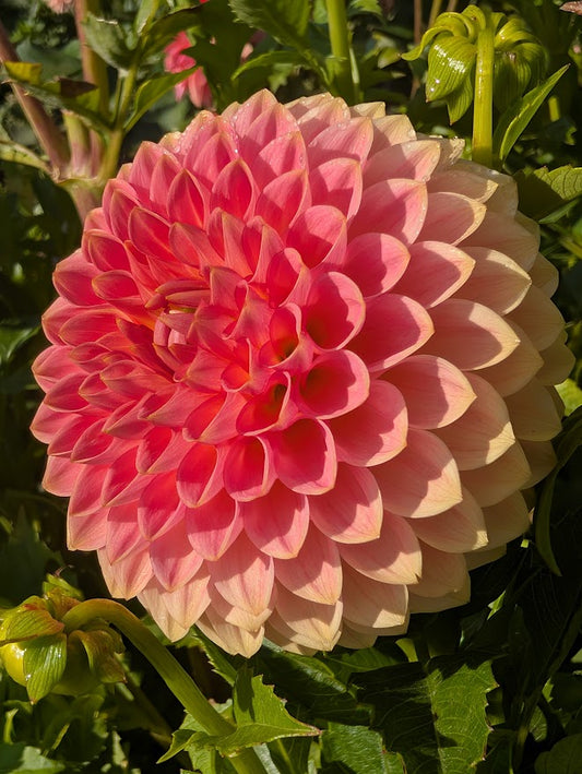 20th Ave Softer Peach Dahlia Tuber – Formal Decorative Pink 5–6" Blooms