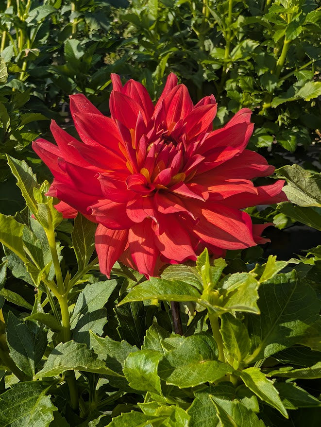 WB's Tiffany Dahlia Tuber Informal Decorative Coral Red 5–6" Blooms
