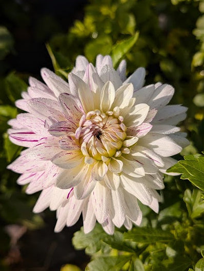 White flower with pink accents in a garden setting