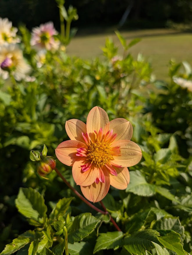Kelsey Annie Joy Dahlia Tuber – Collarette, ORANGE 4" Blooms