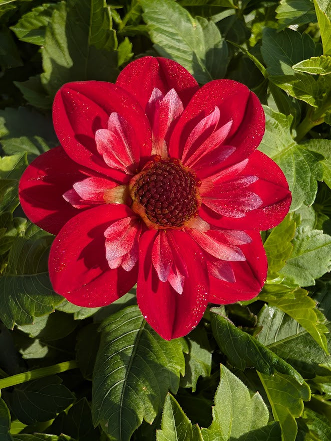 Angel Rowyn Dahlia Tuber –Red Collarette, 4–6" Blooms