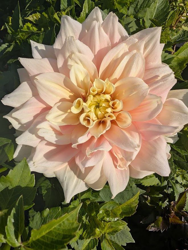 Breakout Dahlia Tuber – Pink Informal Decorative, 7" Blooms