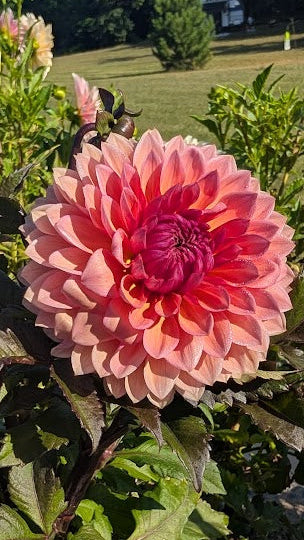 Large pink flower with green leaves in a garden setting