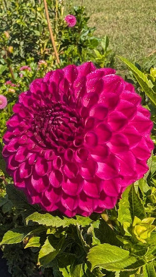 Large pink flower with green leaves in a garden setting