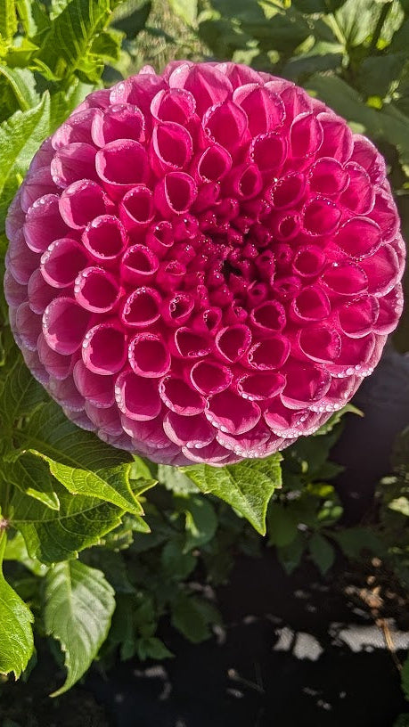 Close-up of a pink flower with green leaves in the background