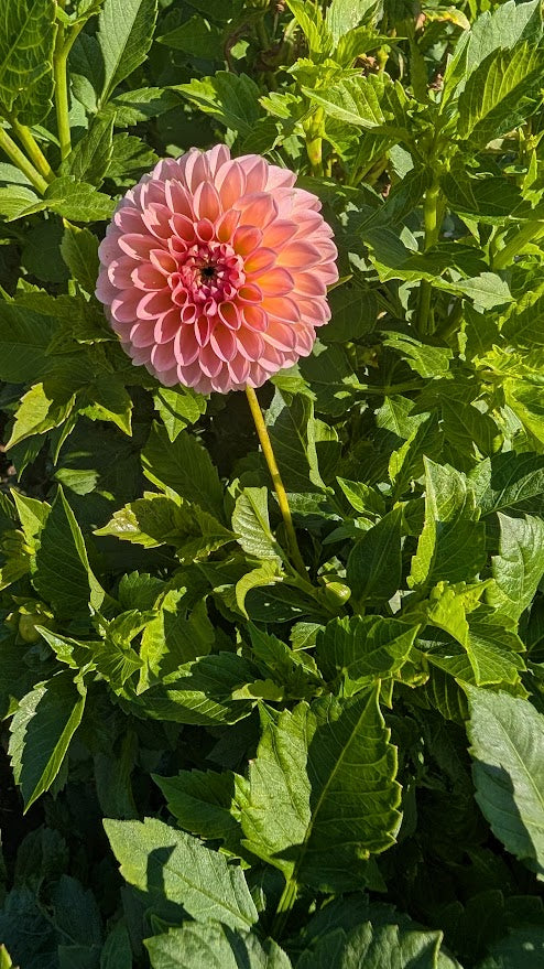 Linda’s Baby Dahlia Tuber Ball Pink 3–4" Blooms