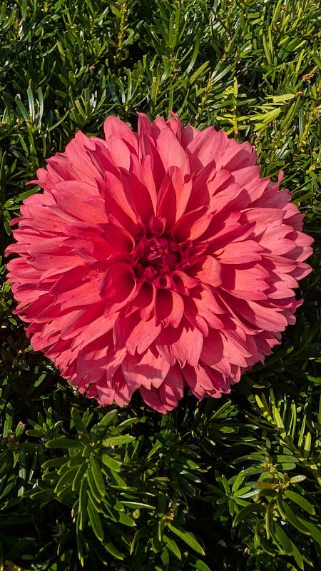 Lee's Ellis Dahlia Tuber Laciniated, Dark Pink Miniature 3–4" Blooms