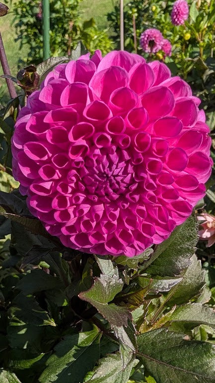 Close-up of a vibrant pink flower with green leaves in the background