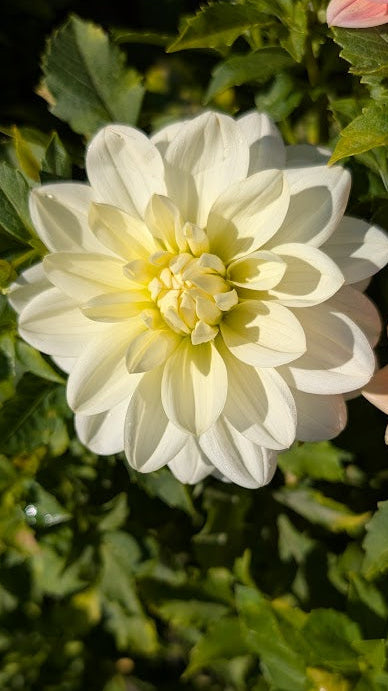 White flower with green leaves in the background