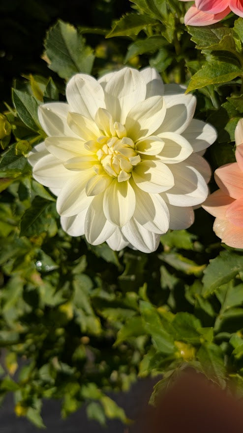 Lady Nathalie Dahlia Tuber – Waterlily, White, 4–5" Blooms