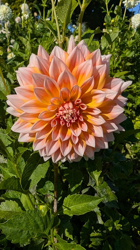 Alpen Parfait Dahlia Tuber - Creamy Blush & Pink Formal Decorative 5-6" Blooms