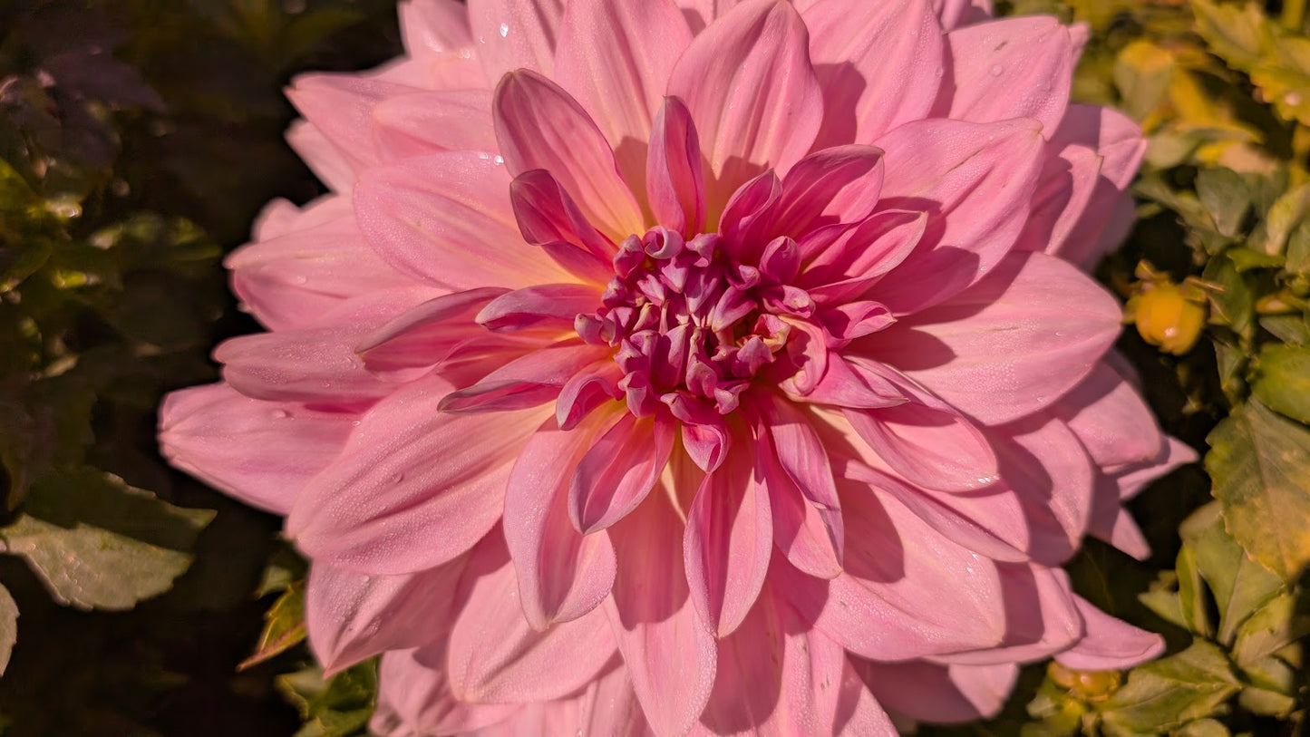 Fairway Pilot Dahlia Tuber Formal Decorative Light Blend 8–10" Blooms