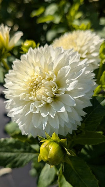 Close-up of a white flower with a green bud surrounded by green leaves.