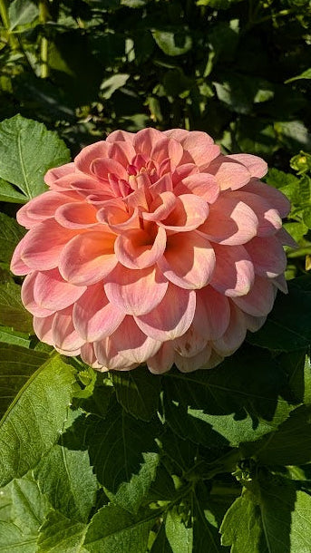 Pink flower with green leaves on a natural background