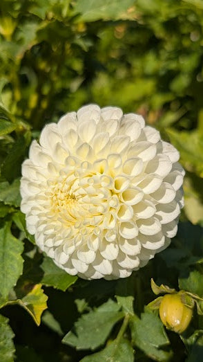 White flower with a yellow center surrounded by green leaves