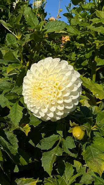 White flower with a yellow center surrounded by green leaves