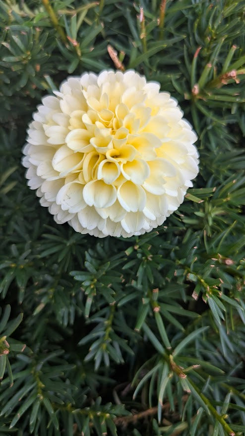 Creamy Dahlia Tuber – Miniature Ball Yellow 2–3" Blooms