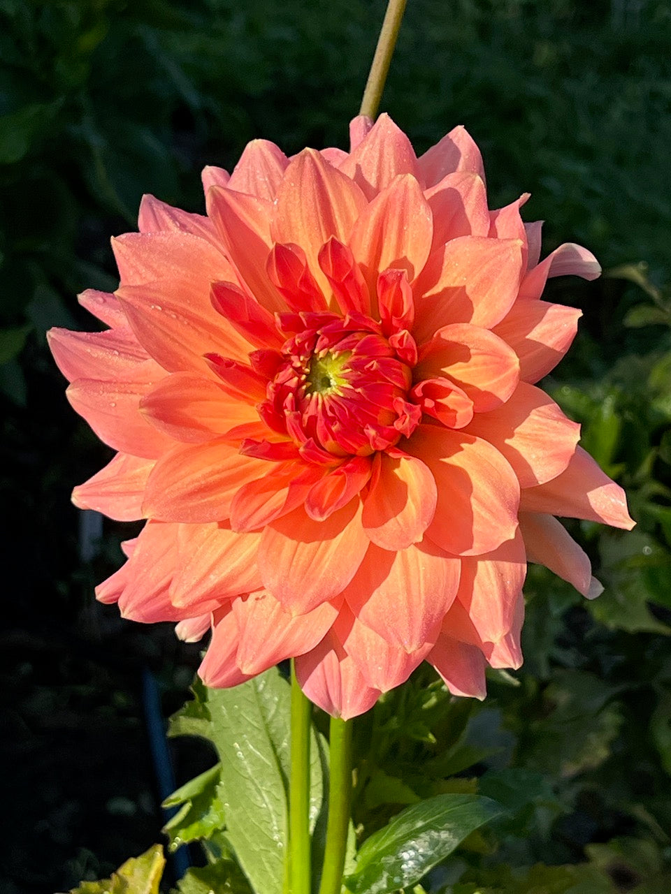 Peach Bud Dahlia Tuber – Formal Decorative Peach 4–6" Blooms