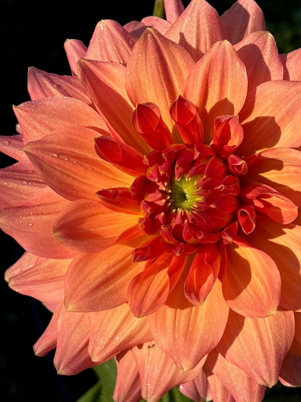 Peach Bud Dahlia Tuber – Formal Decorative Peach 4–6" Blooms