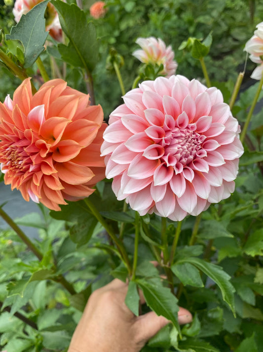 Peaches-n-Cream Dahlia Tuber – Formal Decorative (FD), Peach & Cream Bicolor (BC), ~4" Blooms, ~4 ft