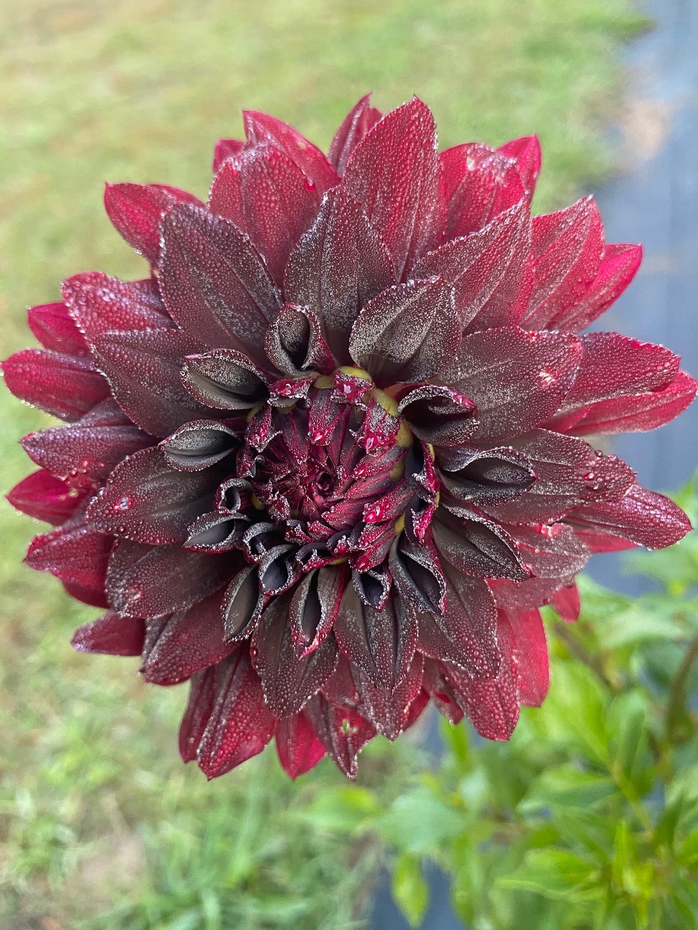 Rip City Dahlia Tuber – Informal Decorative Dark Red 4–6" Blooms
