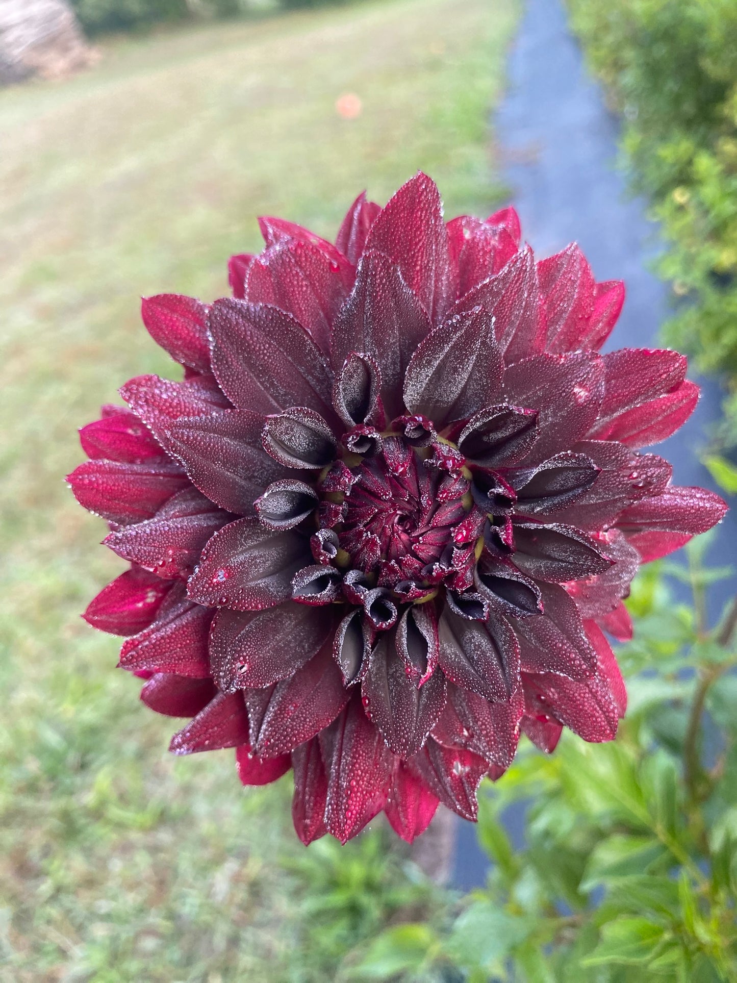 Rip City Dahlia Tuber – Informal Decorative Dark Red 4–6" Blooms