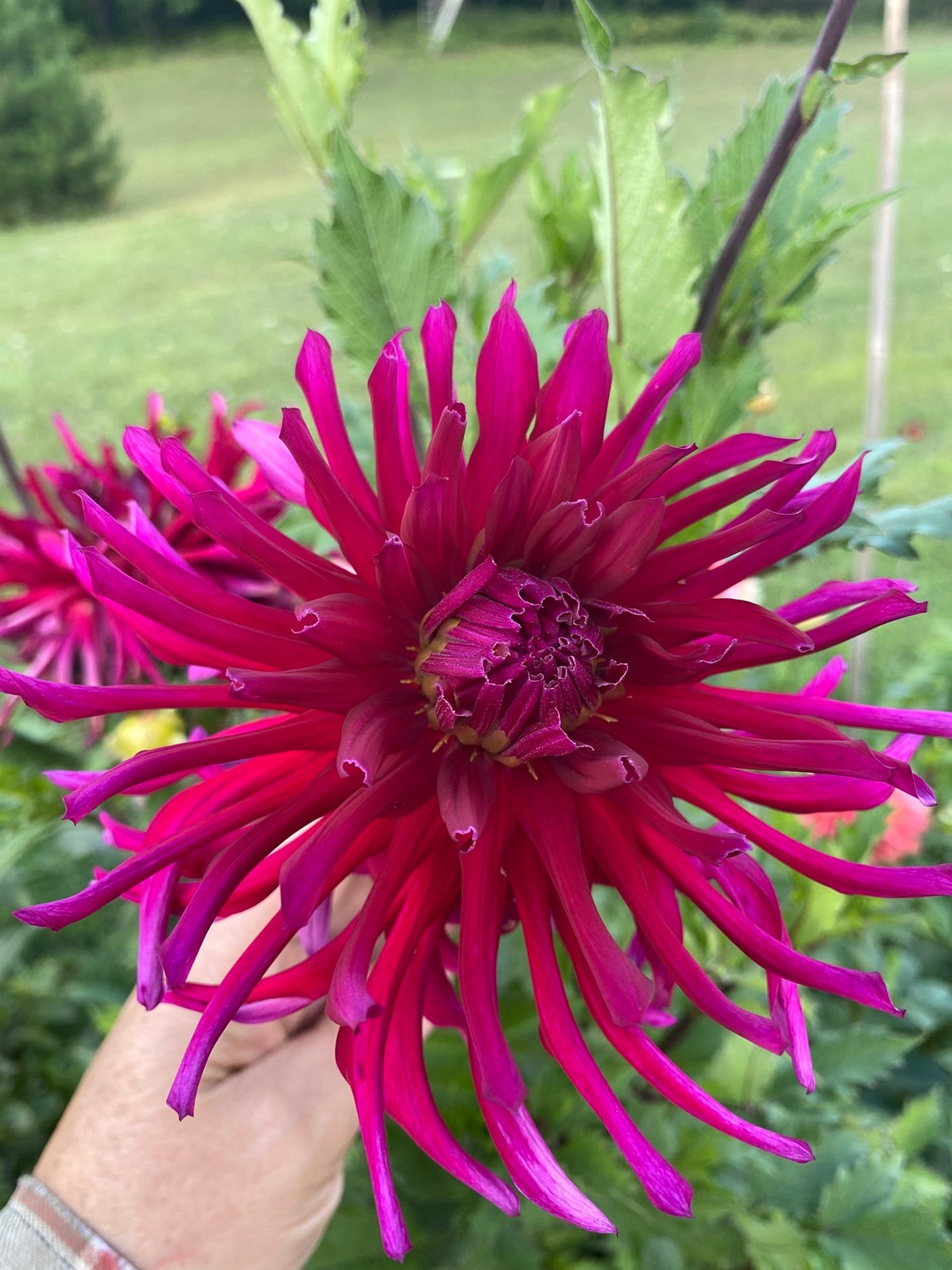 Large pink flower held by a hand with a blurred green background