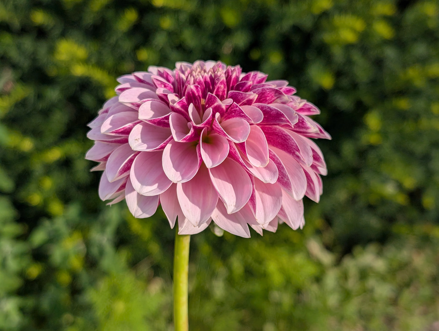 Salish Twilight Girl Dahlia Tuber – Decorative (D), Lavender-Purple Blend, 5" Blooms, ~4 ft