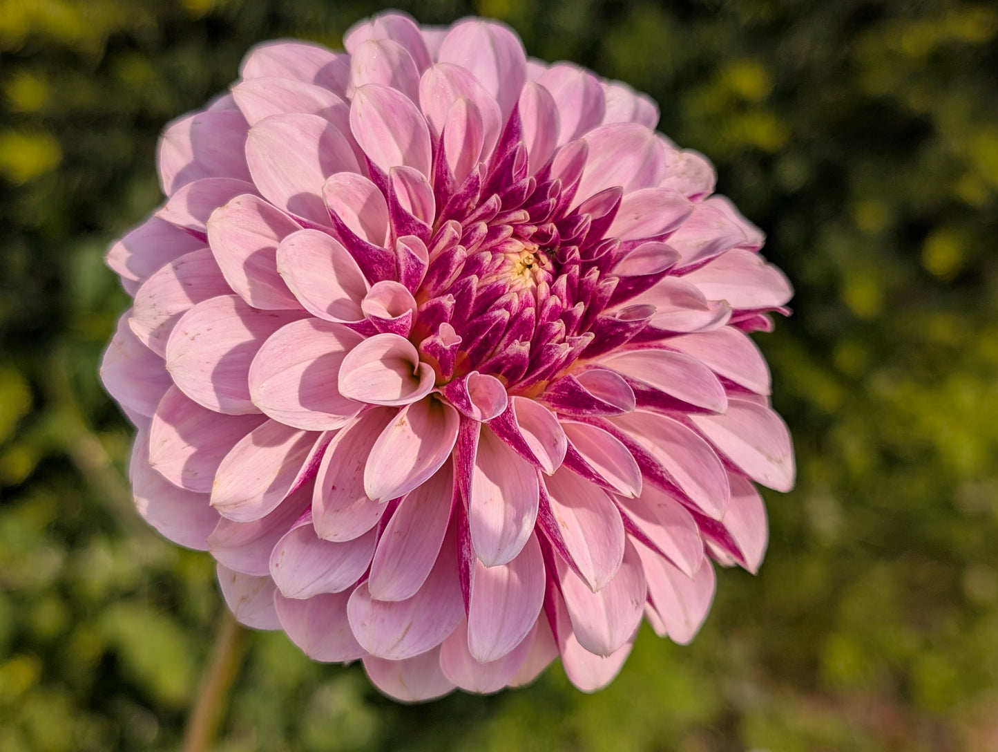 Salish Twilight Girl Dahlia Tuber – Decorative (D), Lavender-Purple Blend, 5" Blooms, ~4 ft
