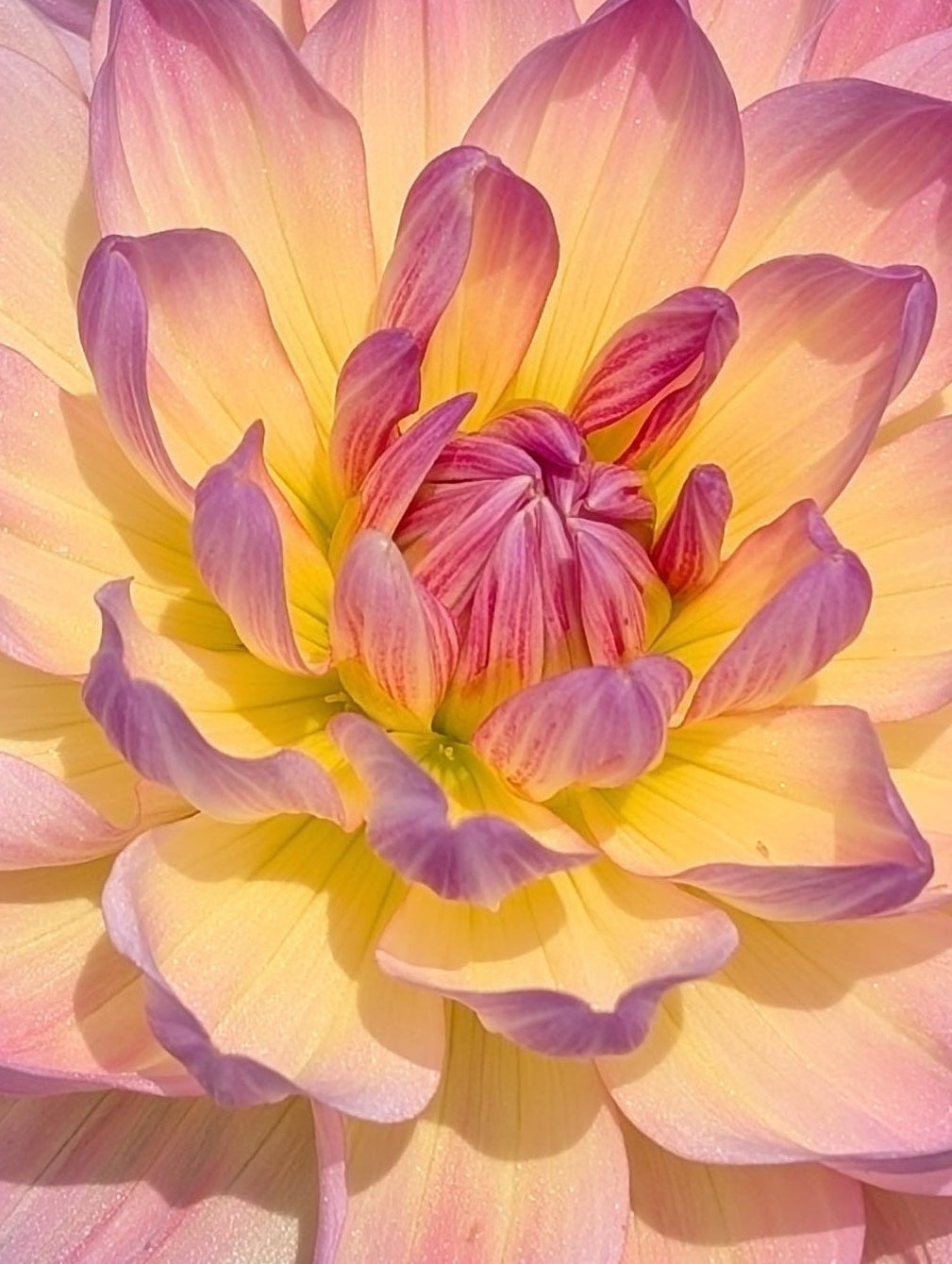 Sandia Bliss Dahlia Tuber – Waterlily (WL), Pink, 4–6" Blooms, ~3–4 ft