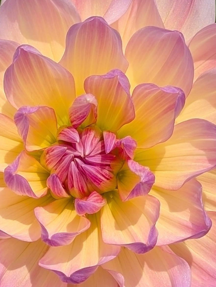 Pink and yellow flower with green leaves in the background