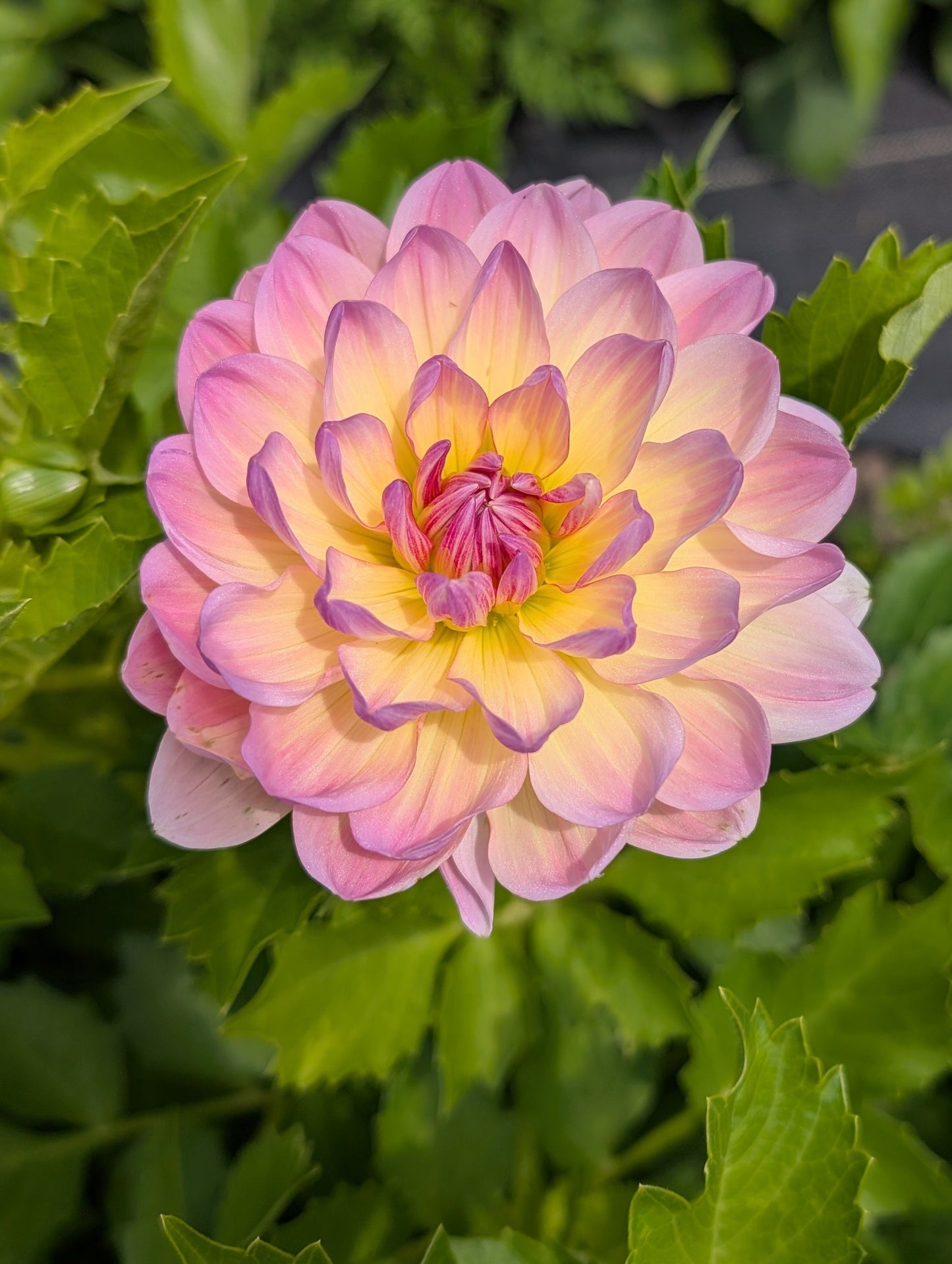 Sandia Bliss Dahlia Tuber – Waterlily (WL), Pink, 4–6" Blooms, ~3–4 ft