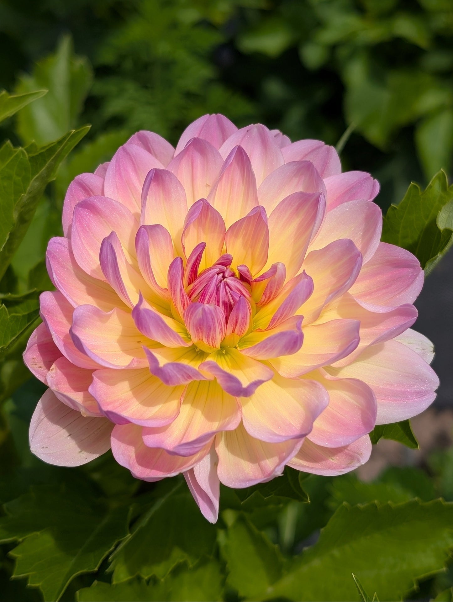 Sandia Bliss Dahlia Tuber – Waterlily (WL), Pink, 4–6" Blooms, ~3–4 ft