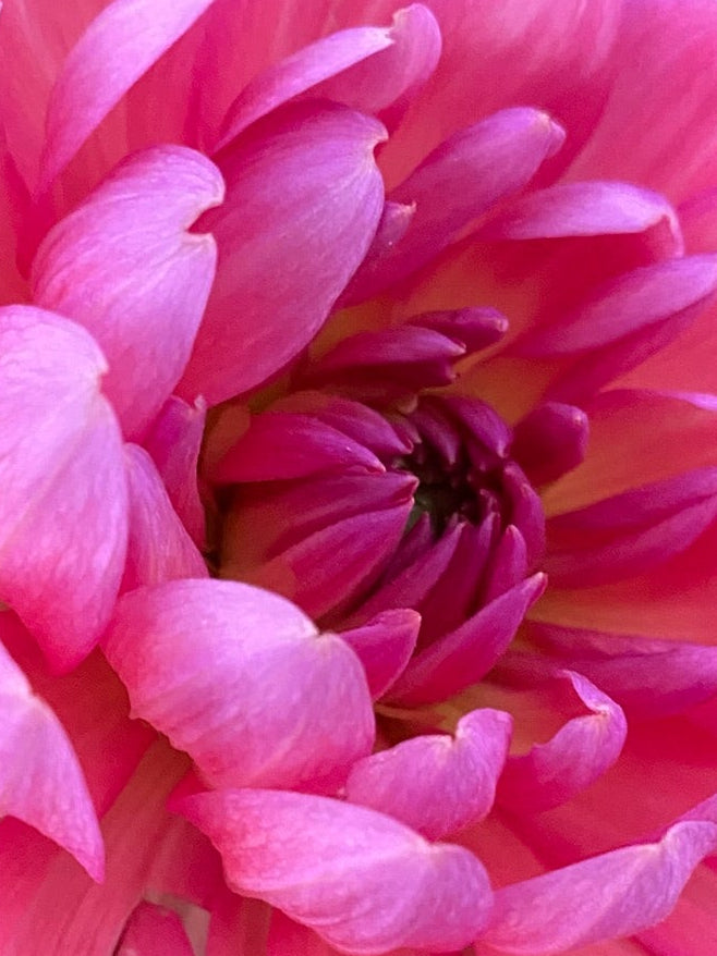 Close-up of a pink flower with green leaves in the background