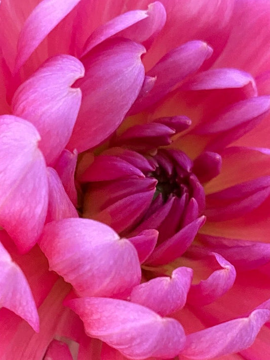 Close-up of a pink flower with green leaves in the background
