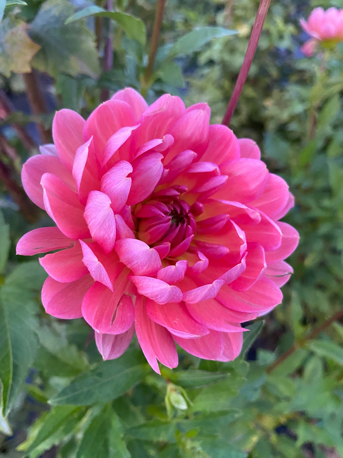 Hollyhill Daydream Dahlia Tuber – Informal Decorative (ID), Pastel Blend, 5–7" Blooms